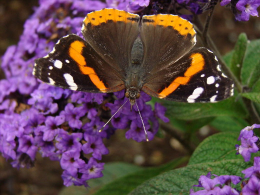 Many species of butterfly use the nettle as a food source for their young.