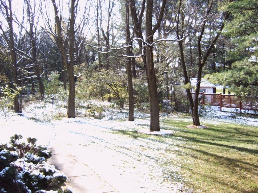 winter in the bakcyard