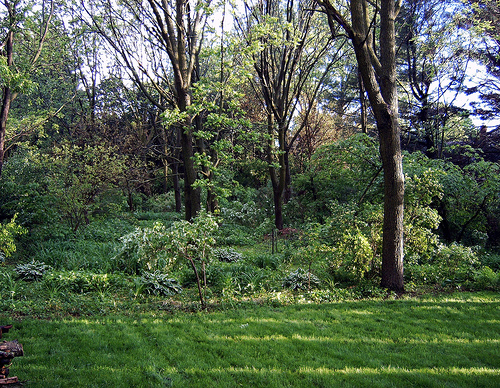spring in the backyard