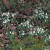 Snowdrops naturalised in a woodland garden Snowdrops naturalised in a woodland garden