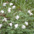 Wood anenomes Wood anenomes