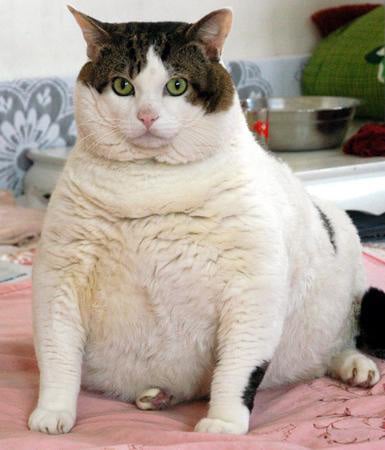 People and animals are both subject to their DNA or genetics.  Some people are programmed to be overweight or fat.