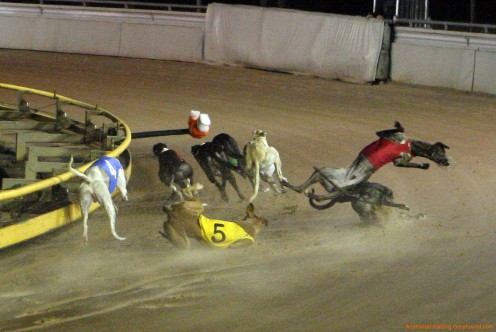 Three dogs suffer from a fall during a race. 