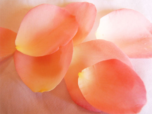 Rose petals used in ice cream? Denise Schreiber says YES in the book Eat Your Roses.
