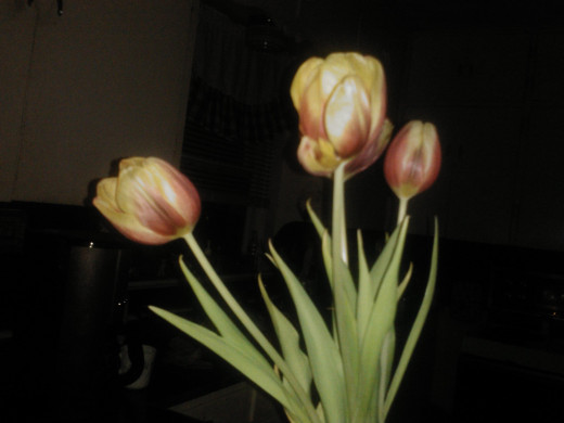 Tulips from my yard return each year to remind me of my family's love!