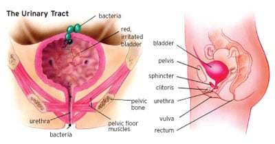 The bladder area