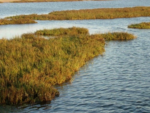 Bolsa Chica Wetlands