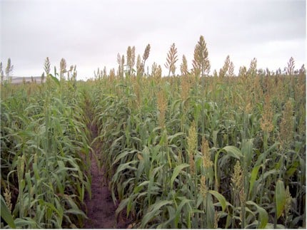 Sweet Sorghum plants