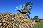 Harvesting sugar beets