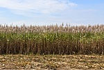 Sugar Cane Field