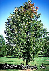 Sugar Maple