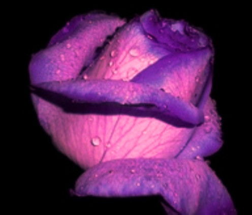 - This once perfect Mauve Rose -
