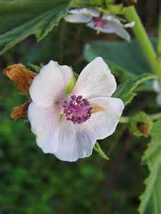 Althaea officinalis - Marshmallow plant