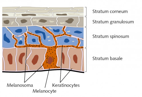 Melanocytes are melanin pigment producing cells. Melanoma and nevus arises from clonal proliferation of melanocytes.