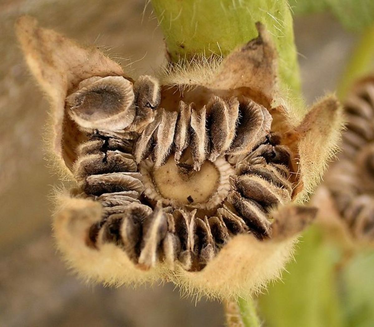 Семена мальвы крупные и имеют довольно жесткую семенную оболочку.