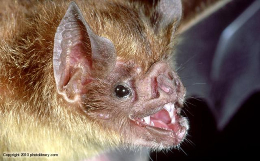The common vampire bat who makes a cut in the flesh of a large animal and then laps the blood like a kitten lapping milk