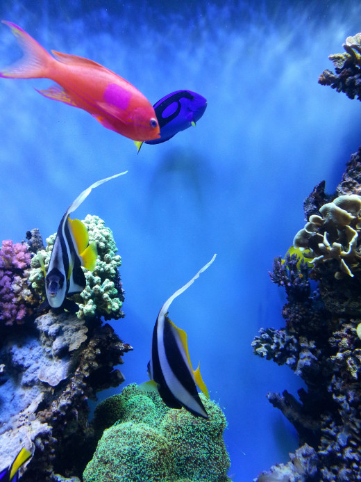  Monterey Bay Aquarium
