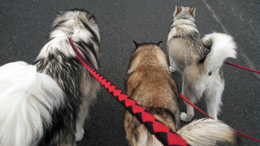 Walking 3 malamutes--it can be done with the right training and the right leashes.