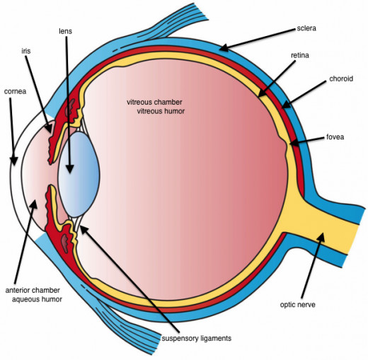 This image shows the basic structure of the eye with the three main layers visible.