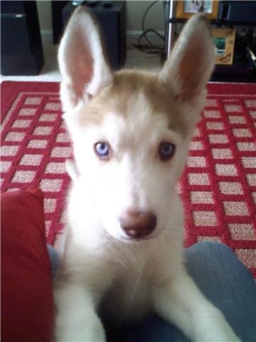 This is our Siberian Husky as a puppy. They are a stubborn breed, but are highly intelligent. This article will tell you how she went from being an ornery puppy to becoming an obedient companion, eager to please. 