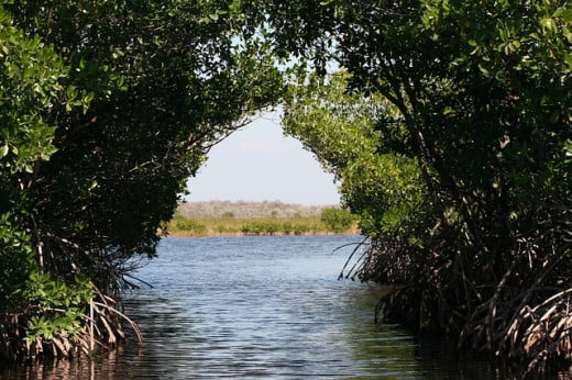 Mangrove bogs in the Everglades.
