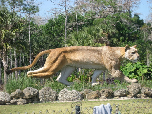 Sculpture of the Florida Panther near Naples on US Route 41, the Timiami Trail.