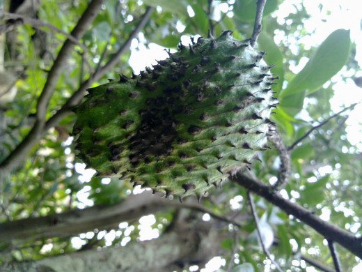 Soursop (Annona muricata), believed to be natural cancer killer, much stronger than chemotherapy.