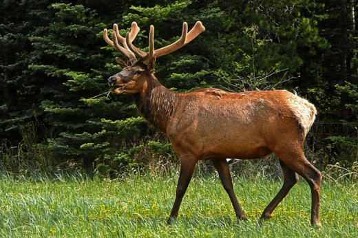 A population of Elk is well-established in the northern part of Michigan's lower peninsula.