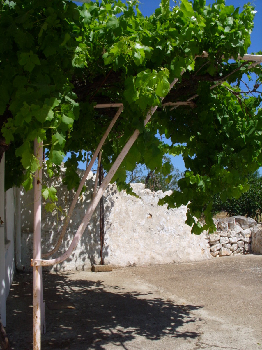 Our grape vines—not a vineyard but a small crop of grapes will do us nicely.