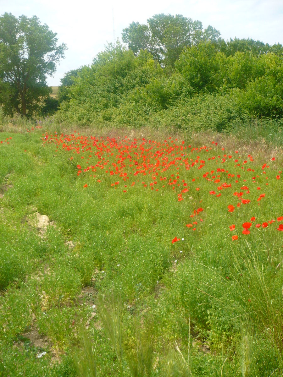 The scenery varies from lush green valleys to stunning golden beaches. These are some poppies. 