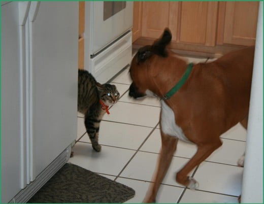Fear based action!  Fight or Flight!   If the cat was employing critical thinking, she would understand the dog is trying to play with her.