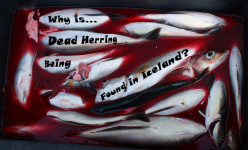 Did 'Climate Change' Kill 10,000 Tons of Herring in Kolgrafafjordur, Iceland?