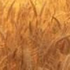 Pallavi14 profile image