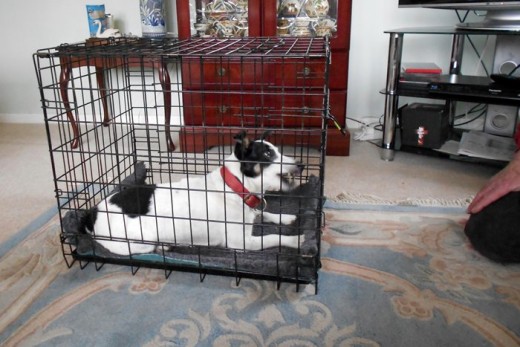 If your dog is excited when you return, it is a good idea to sit quietly with him and talk to him for a few moments before letting him out of the crate - Bandit is pleased to see my husband, as you can see!