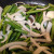 Stir fry cut Green Beans