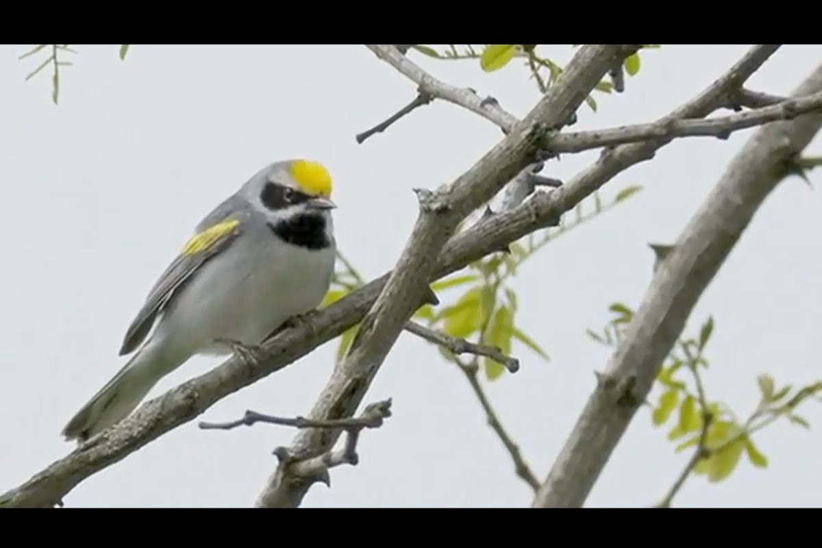 The golden winged warbler and other species of birds are aided by memorial personnel by restoring natural forests in the crash area.