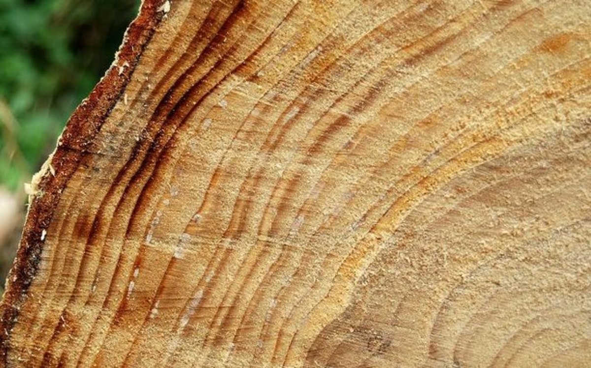 Tree rings, Hillsborough forest. Well-defined rings on one of the logs.