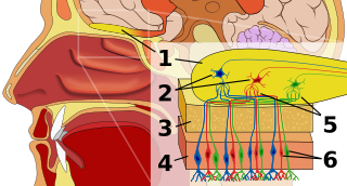 Human olfactory system. 1: Olfactory bulb 2: Mitral cells 3: Bone 4: Nasal epithelium 5: Glomerulus (olfaction) 6: Olfactory receptor cells