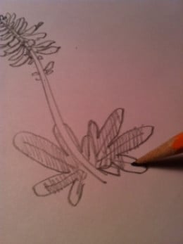 how to draw bluebonnet flowers