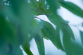 Best Essential Oils for Green Cleaning