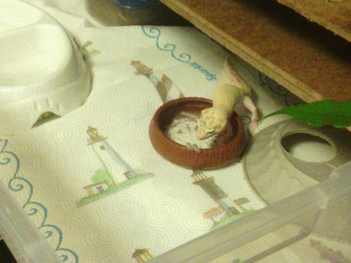 Gecko eating superworms dusted with calcium in a small dish. 