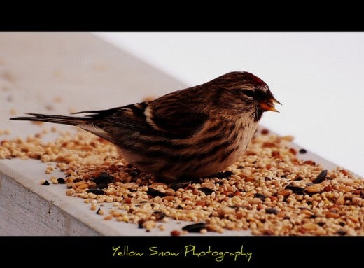 bird eating seeds on the rail