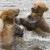 The Grizzly Bears: Once common to the great plains forced from deforestation to move into the Canadian Rockies and Alaska,. Approximately 1,000 remain compared to 50,000 way back when. The Grizzly Bears: Once common to the great plains forced from deforestation to move into the Canadian Rockies and Alaska,. Approximately 1,000 remain compared to 50,000 way back when.