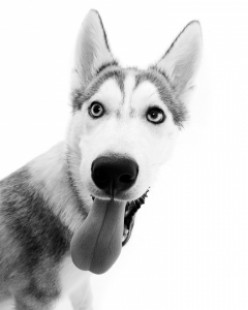 Raw food for dogs - is it healthy to BARF?