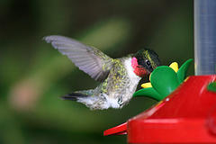 Hummers are fascinating birds to watch!