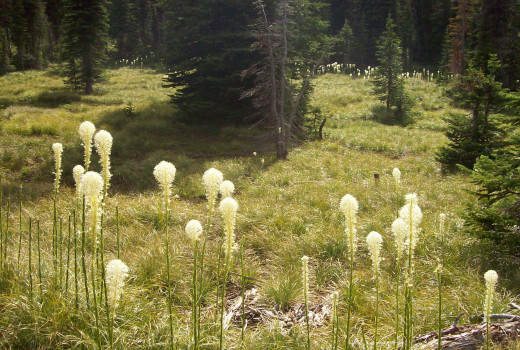 Bear Grass - Xerophyllum tenax - aka Basket Grass