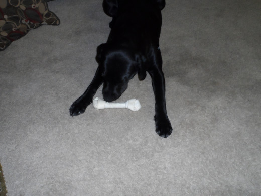 Rawhide bones are her weakness