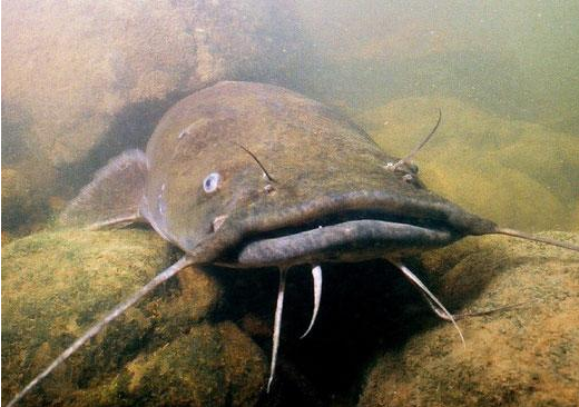 A catfish is nocturnal and prefers to be alone in solitary bottom-dwelling life. 