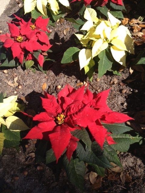 Poinsettias are a festive touch to a lobby during the holidays.
