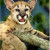Eastern Cougar/ Panther/ Puma Endangered from hunting, loss of habitat, and poison Eastern Cougar/ Panther/ Puma Endangered from hunting, loss of habitat, and poison